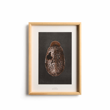 Origins No. 3 Limited Print