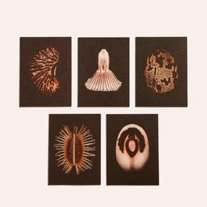 No. 5 Origins Small Print Set
