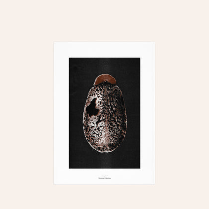 Origins No 3 Limited Print